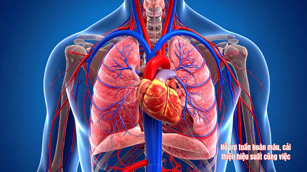 Hỗ trợ tuần hoàn máu